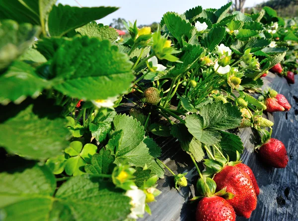 Ripe red strawberry — Stock Photo, Image