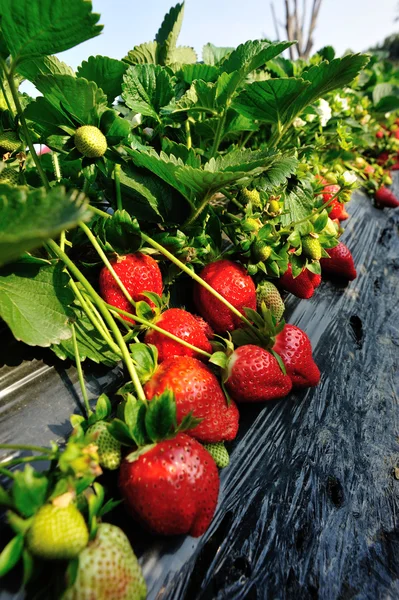 Fragola rossa matura — Foto Stock