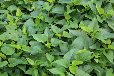 Tatlı patates kırpma