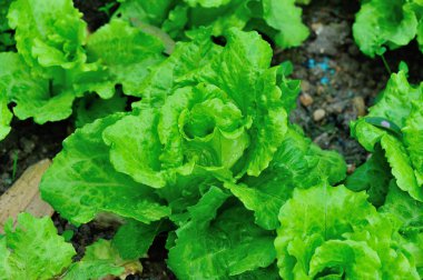 Yeşil marul yaprakları