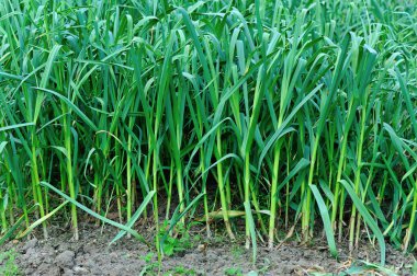 Yeşil sarımsak Filiz