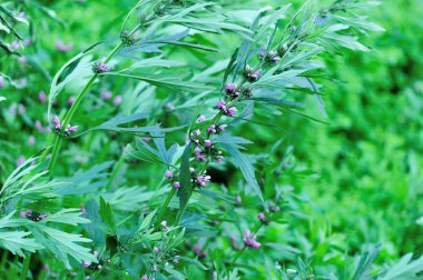 Motherwort çiçek açan çiçekler