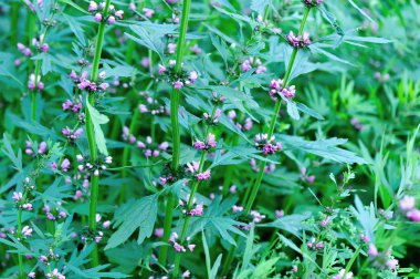 Motherwort çiçek açan çiçekler