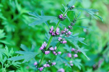 Motherwort çiçek açan çiçekler