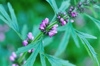 Motherwort çiçek açan çiçekler
