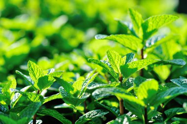 Yeşil nane bitkiler