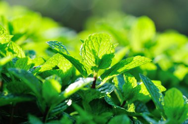 Yeşil nane bitkiler