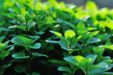 Yeşil nane bitkiler