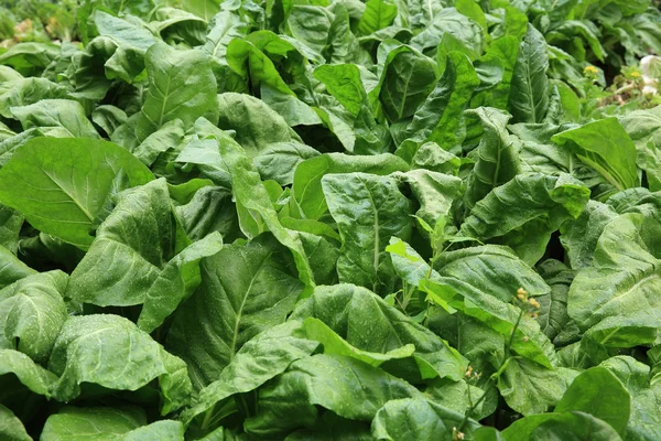 Ripe Sliverbeet Foliage Vegetable Garden — Stock Photo, Image