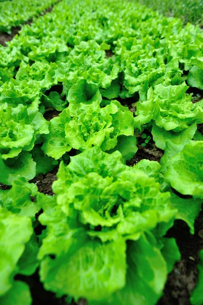 Zöld saláta levelek — Stock Fotó