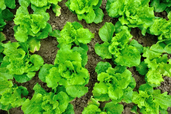 Hojas de lechuga verde — Foto de Stock