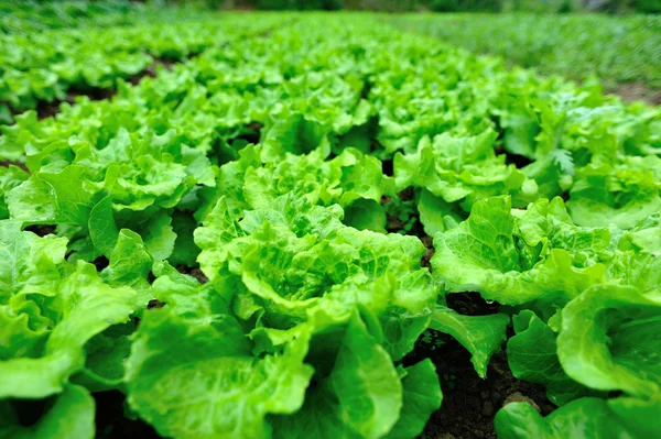 Grüne Salatblätter — Stockfoto