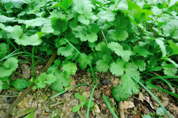 Grüne Korianderblätter Gemüsegarten — Stockfoto