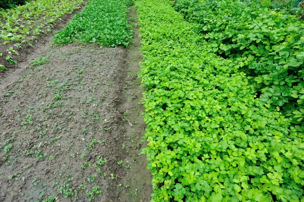 Plantas de apio verde —  Fotos de Stock