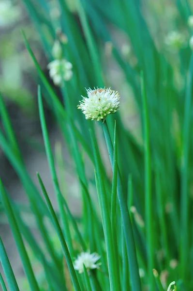 Groene lente-ui — Stockfoto