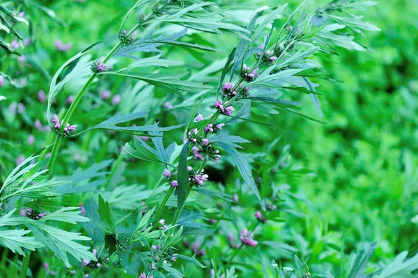 Motherwort virágzó virágok — Stock Fotó