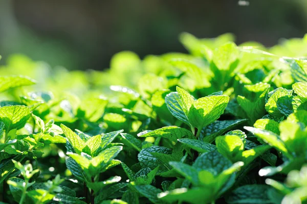 Green Mint plants — Stock Photo, Image