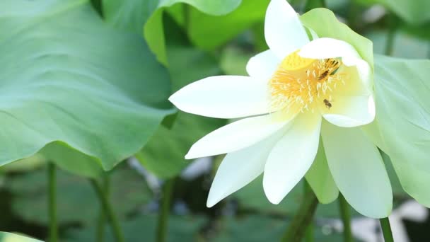 Bees pollinating lotus — Stock Video