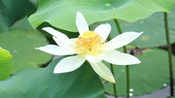 Bin som pollinerar lotus — Stockvideo