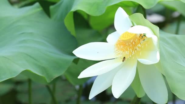 Bees pollinating lotus — Stock Video