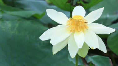 Arılar güzel lotus Tozlaşmayı