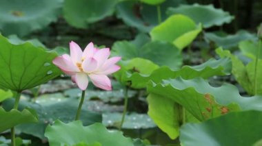 su birikintisi içinde çiçek lotus