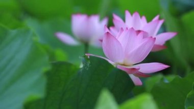 pembe lotus çiçekleri