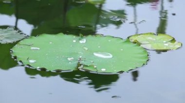 Yeşil lotus yaprağı