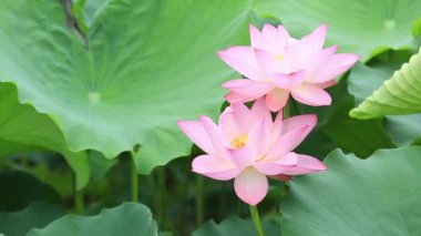 pembe lotus çiçekleri