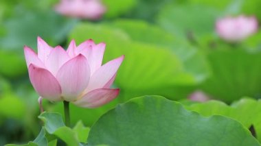 pembe nilüfer çiçeği