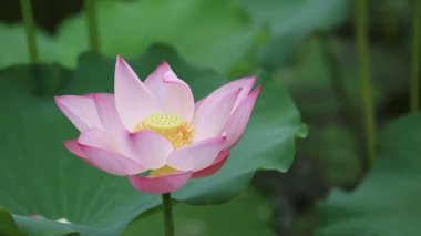 pembe nilüfer çiçeği