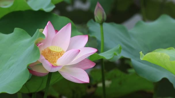 Fleur de lotus rose — Video