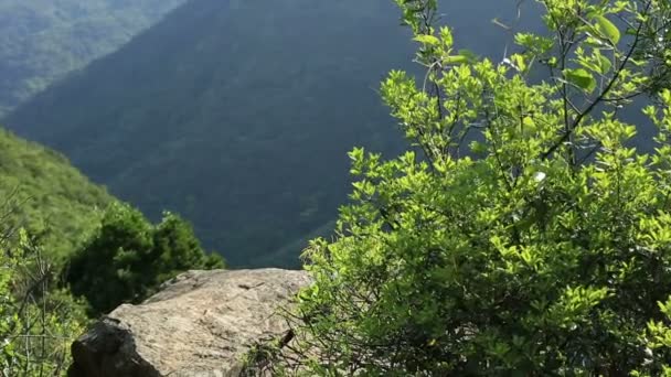 Woman hiker at mountain peak — Stock Video