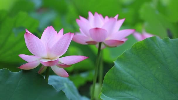 Pink lotus flower — Stock Video