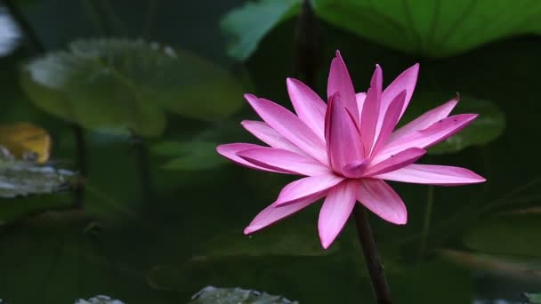 Flor de lótus rosa — Vídeo de Stock