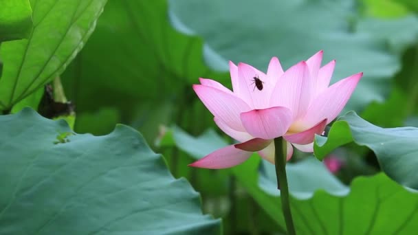 Pink lotus flower — Stock Video