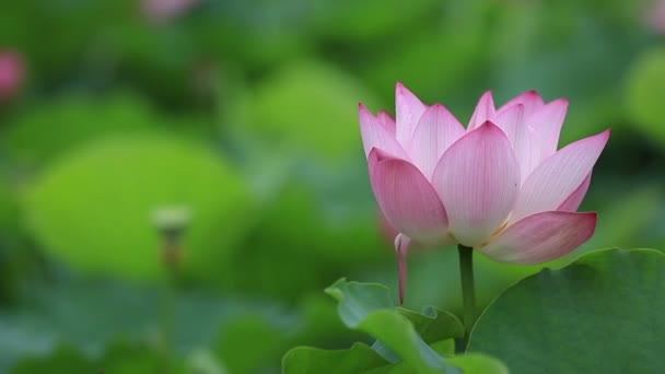 Růžový lotosový květ — Stock video