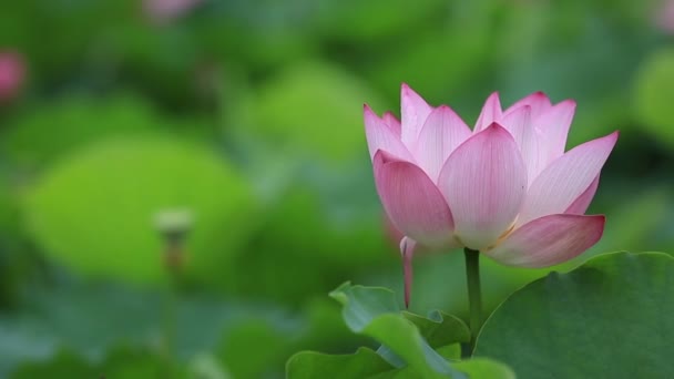 Pink lotus flower — Stock Video