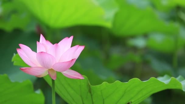 Pink lotus flower — Stock Video