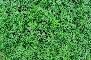 Havuç yeşil yeşillik