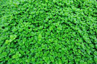 Sebze bahçesinde nane bitkiler