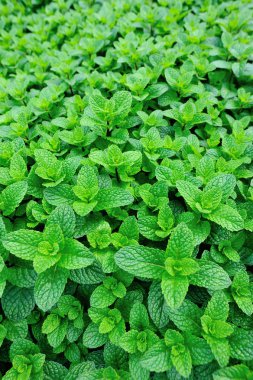 Sebze bahçesinde nane bitkiler