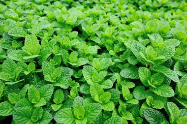 Sebze bahçesinde nane bitkiler