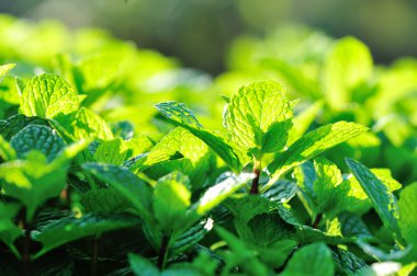 Sebze bahçesinde nane bitkiler