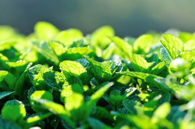 Sebze bahçesinde nane bitkiler