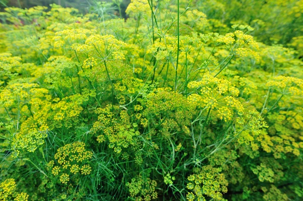 Fenykl v růstu v garden — Stock fotografie