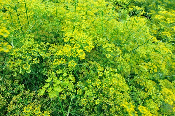 Ripe green fennel — Stock Photo, Image