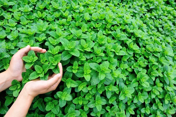 woman hands protecting mint plant