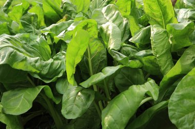 Gümüş pancar Bahçe