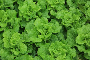 Yeşil salata bitkileri